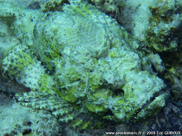 Scorpaenopsis diabolus - rascasse diable Scorpaenopsis diabolus - rascasse diable