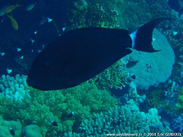Acanthurus gahhm - chirurgien noir à queue blanche Acanthurus gahhm - chirurgien noir à queue blanche