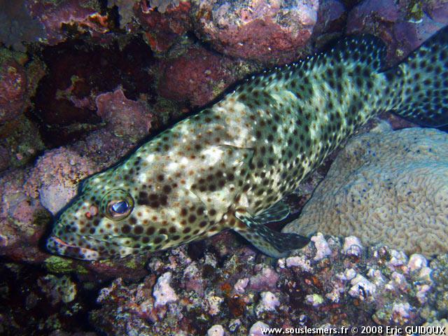 Epinephelus tauvina - mérou loutre Epinephelus tauvina - mérou loutre