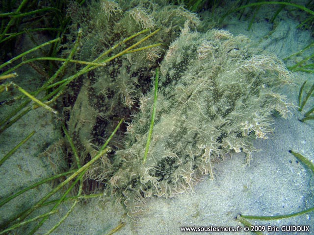 Bursatella leachii pleii - lièvre de mer effiloché Bursatella leachii pleii - lièvre de mer effiloché