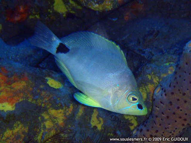 Hypoplectrus unicolor - hamlet unicolore Hypoplectrus unicolor - hamlet unicolore