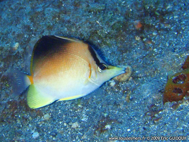 Prognathodes aculeatus - poisson-papillon Pinocchio Prognathodes aculeatus - poisson-papillon Pinocchio