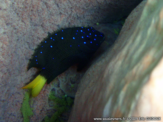 Microspathodon chrysurus - demoiselle à queue jaune Microspathodon chrysurus - demoiselle à queue jaune