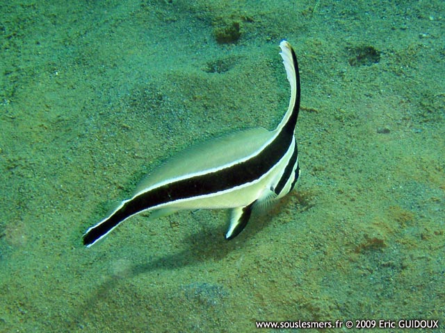 Equetus lanceolatus - chevalier lancier Equetus lanceolatus - chevalier lancier