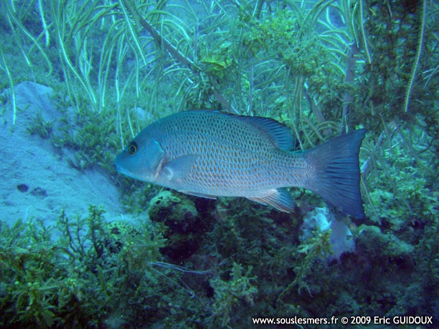 Lutjanus griseus - vivaneau sarde grise Lutjanus griseus - vivaneau sarde grise