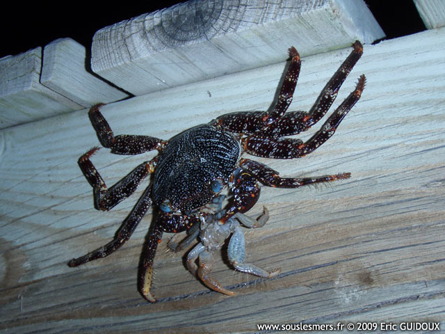 Grapsus grapsus - crabe zagayak Grapsus grapsus - crabe zagayak