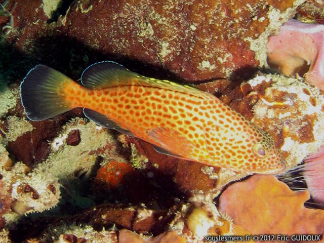 Epinephelus guttatus - couronné rouge Epinephelus guttatus - couronné rouge