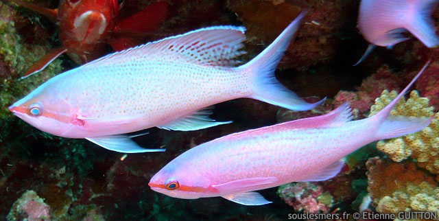 Pseudanthias pascalus - anthias mauve Pseudanthias pascalus - anthias mauve