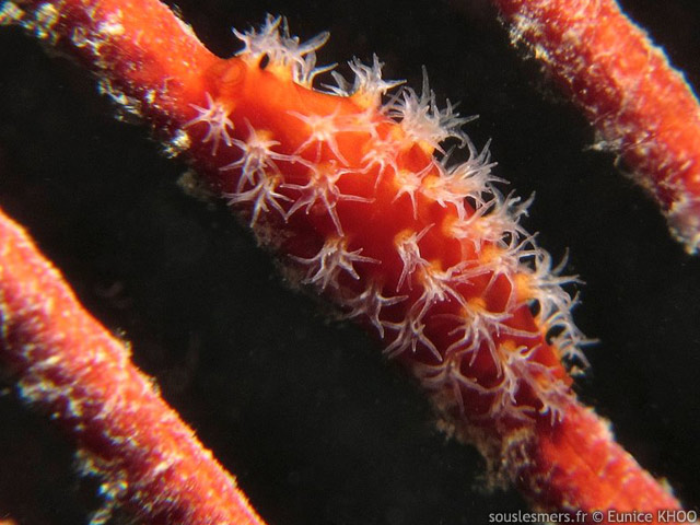 Hiatavolva coarctata - ovule des gorgones Hiatavolva coarctata - ovule des gorgones