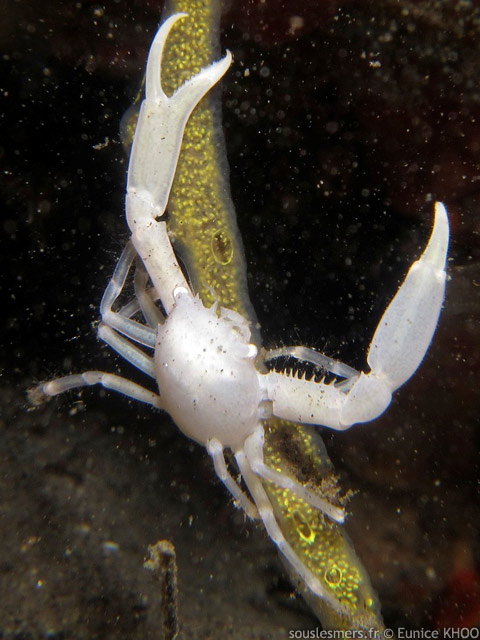 Quadrella coronata - crabe des antipathaires Quadrella coronata - crabe des antipathaires