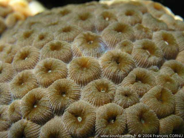 Montastraea cavernosa - grand corail étoilé Montastraea cavernosa - grand corail étoilé