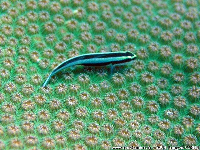 Gobiosoma (elacatinus) genie - gobie nettoyeur Gobiosoma (elacatinus) genie - gobie nettoyeur