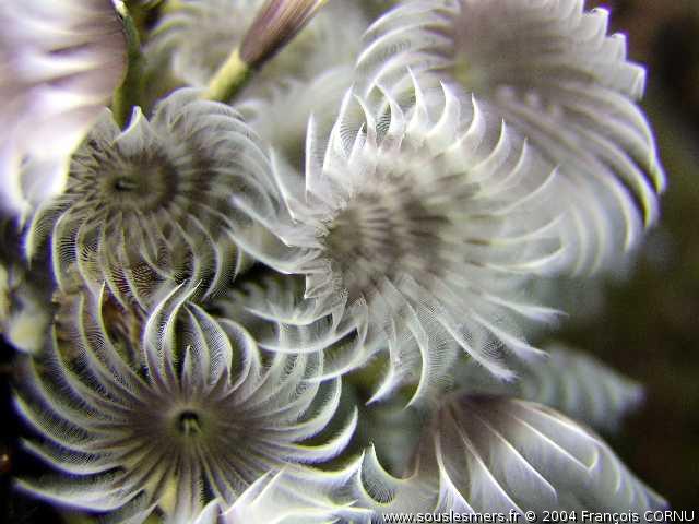 Bispira brunnea - sabelle sociale Bispira brunnea - sabelle sociale
