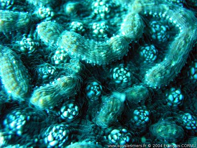 Mycetophyllia ferox - corail cactus rugueux Mycetophyllia ferox - corail cactus rugueux