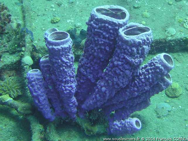 Aplysina archeri - éponge tubulaire violette Aplysina archeri - éponge tubulaire violette