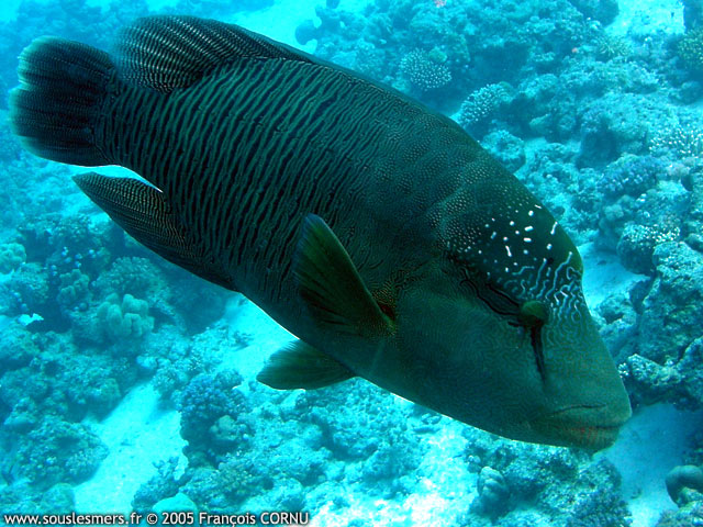 Cheilinus undulatus - napoléon Cheilinus undulatus - napoléon