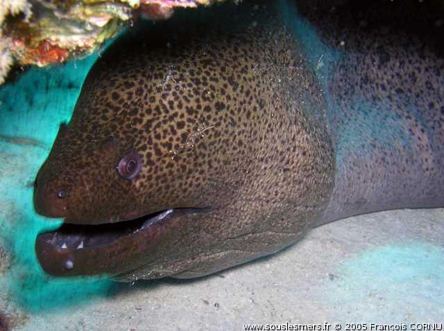 Gymnothorax javanicus - murène de java Gymnothorax javanicus - murène de java