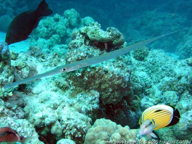 Fistularia commersonii - poisson flûte Fistularia commersonii - poisson flûte