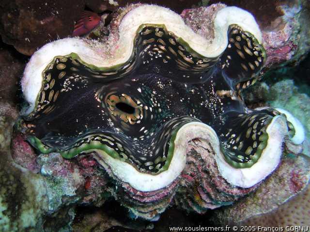 Tridacna squamosa - grand bénitier gaufré Tridacna squamosa - grand bénitier gaufré