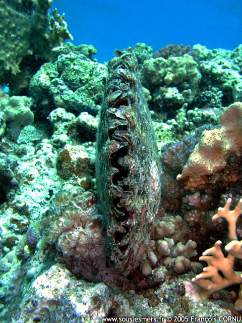 Pinctada margaritifera - huître perlière Pinctada margaritifera - huître perlière