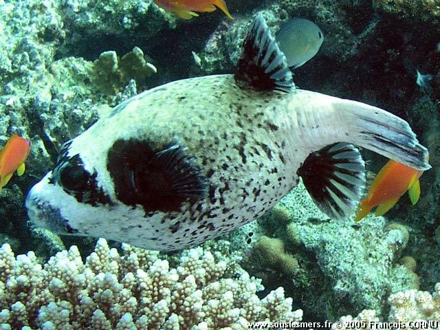 Arothron diadematus - poisson globe masqué Arothron diadematus - poisson globe masqué