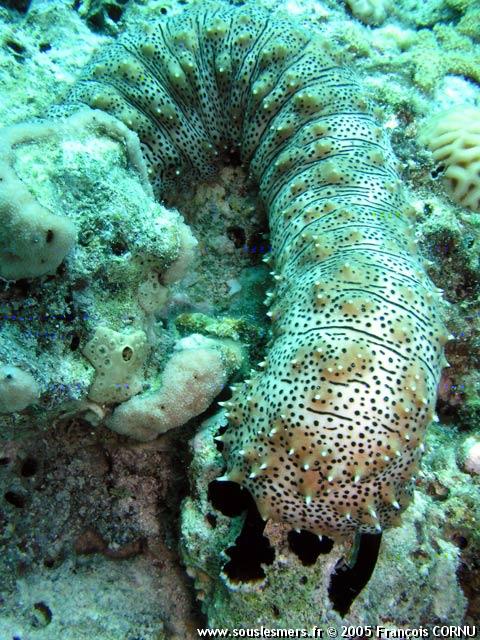 Pearsonothuria graeffei - holothurie rayée Pearsonothuria graeffei - holothurie rayée