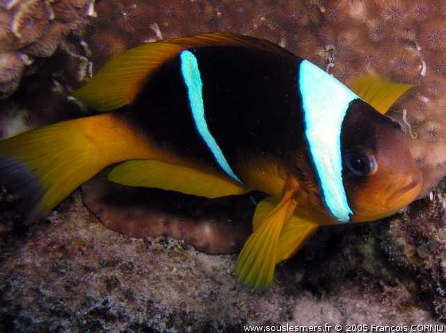 Amphiprion bicinctus - poisson-clown à deux bandes Amphiprion bicinctus - poisson-clown à deux bandes