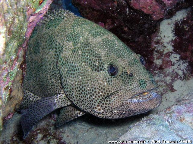 Epinephelus chlorostigma - mérou pintade Epinephelus chlorostigma - mérou pintade