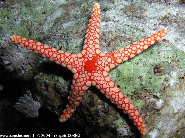 Fromia monilis - étoile à mailles rouges Fromia monilis - étoile à mailles rouges