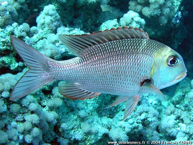 Monotaxis grandoculis - empereur bossu Monotaxis grandoculis - empereur bossu