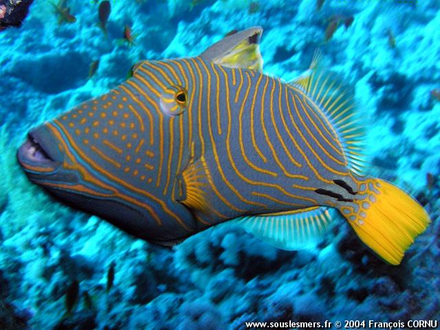 Balistapus undulatus - baliste strié Balistapus undulatus - baliste strié