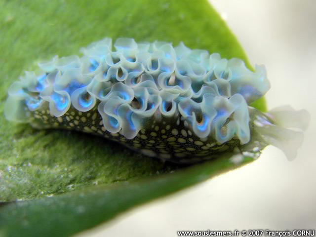 Elysia crispata - limace scarole Elysia crispata - limace scarole