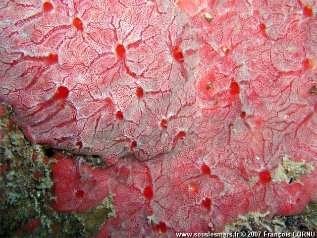 Monanchora arbuscula (barbadensis) - éponge encroûtante veinée rouge Monanchora arbuscula (barbadensis) - éponge encroûtante veinée rouge