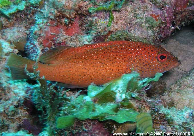 Cephalopholis fulva - coné ouatalibi Cephalopholis fulva - coné ouatalibi