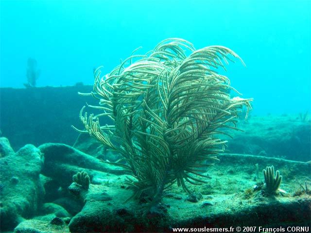 Pseudopterogorgia sp. - plume de mer Pseudopterogorgia sp. - plume de mer