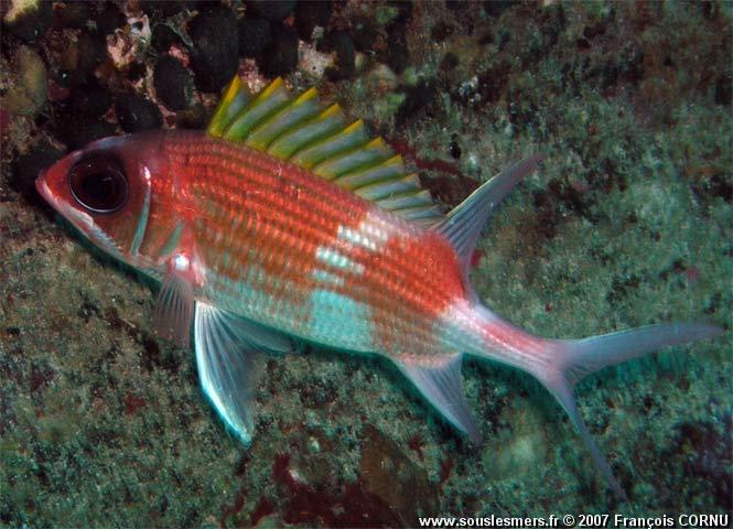 Holocentrus adscensionis - cardinal blanc Holocentrus adscensionis - cardinal blanc