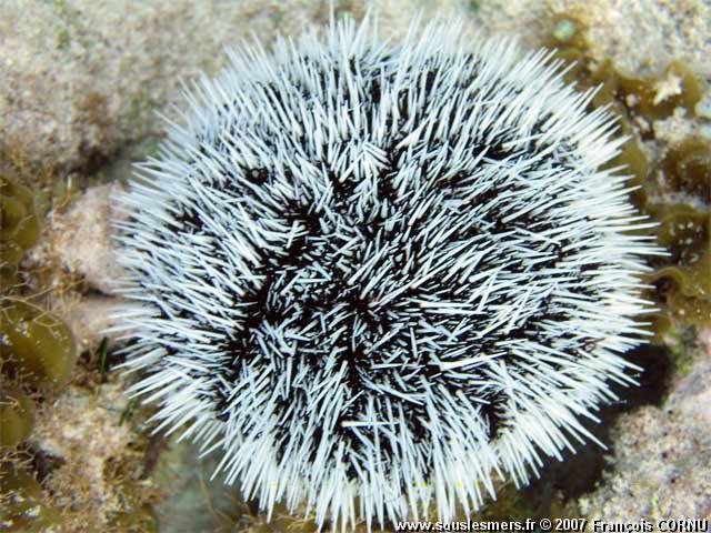 Tripneustes ventricosus - oursin blanc Tripneustes ventricosus - oursin blanc