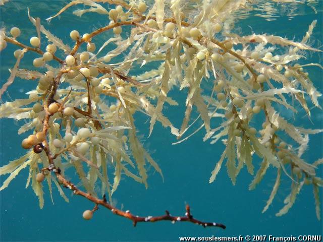 Sargassum fluitans - sargasse commune Sargassum fluitans - sargasse commune