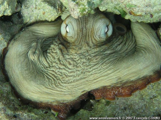 Octopus vulgaris - poulpe Octopus vulgaris - poulpe