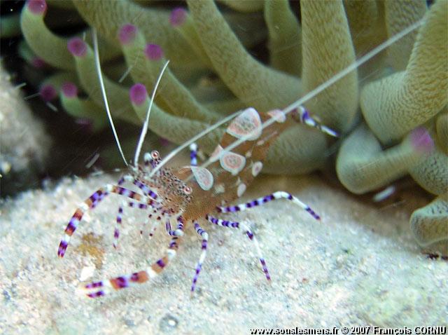 Periclimenes yucatanicus - crevette du Yucatan Periclimenes yucatanicus - crevette du Yucatan