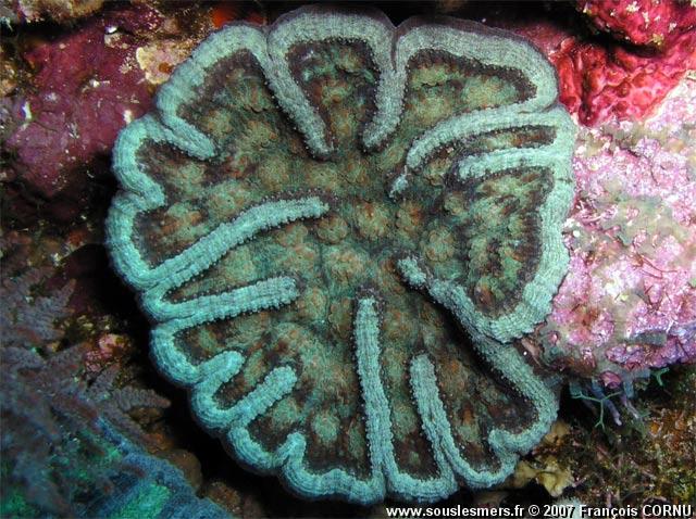 Mycetophyllia lamarckiana - corail-cactus ridé Mycetophyllia lamarckiana - corail-cactus ridé