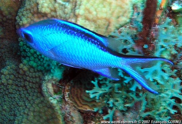Chromis cyanea - chromis bleu Chromis cyanea - chromis bleu