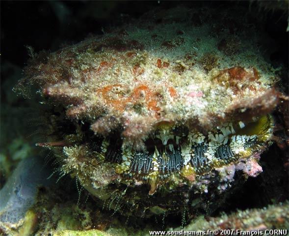 Pinctada imbricata - huître perlière de l'Atlantique Pinctada imbricata - huître perlière de l'Atlantique