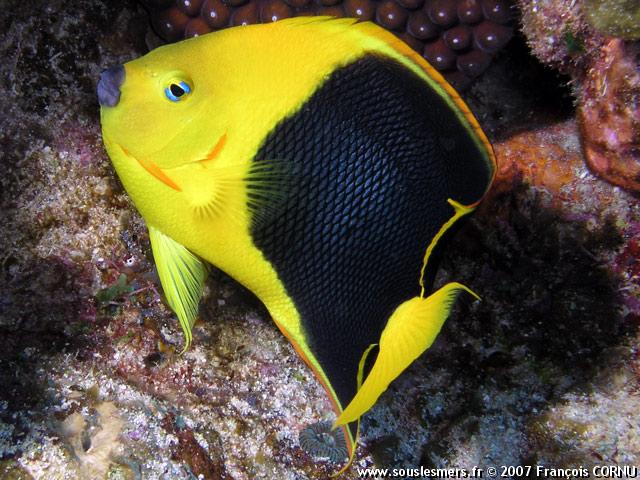 Holacanthus tricolor - poisson-ange tricolore Holacanthus tricolor - poisson-ange tricolore