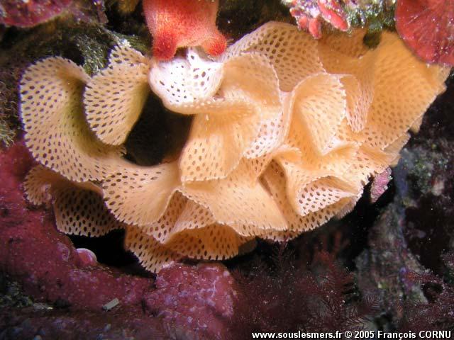 Reteporella grimaldii - dentelle de neptune Reteporella grimaldii - dentelle de neptune