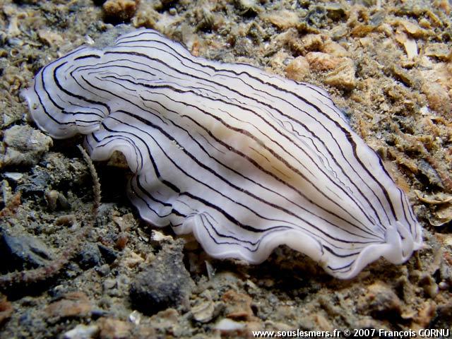 Prostheceraeus vittatus - planaire blanche Prostheceraeus vittatus - planaire blanche