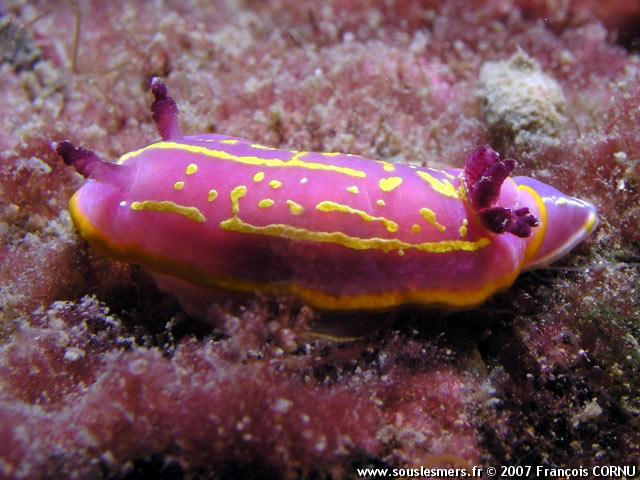 Chromodoris krohni - doris de Krohn Chromodoris krohni - doris de Krohn