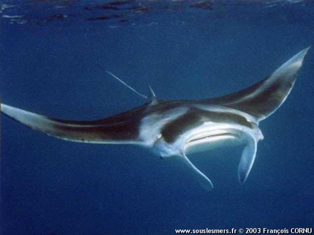 Manta birostris - raie manta Manta birostris - raie manta