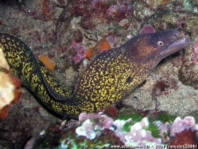 Muraena helena - murène commune Muraena helena - murène commune