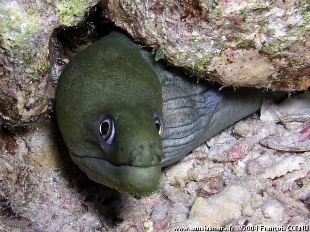 Gymnothorax monochrous - murène terne Gymnothorax monochrous - murène terne